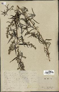 spécimen de Artemisia vulgaris