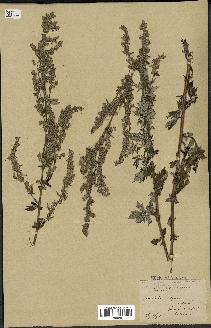 spécimen de Artemisia vulgaris