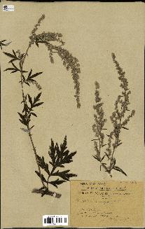 spécimen de Artemisia vulgaris