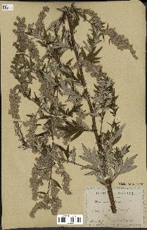 spécimen de Artemisia vulgaris