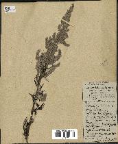 spécimen de Artemisia vulgaris