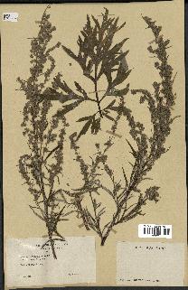 spécimen de Artemisia vulgaris