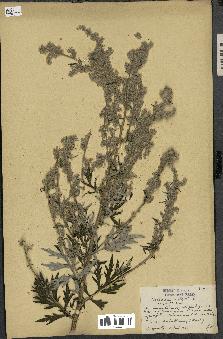 spécimen de Artemisia vulgaris