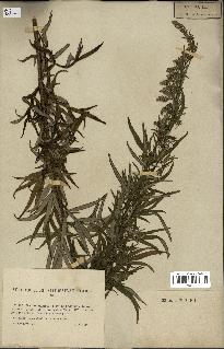 spécimen de Artemisia verlotiorum