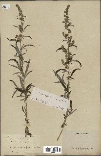 spécimen de Artemisia verlotiorum