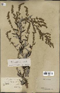 spécimen de Artemisia verlotiorum