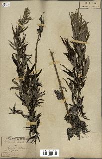 spécimen de Artemisia verlotiorum