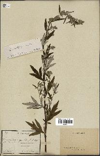 spécimen de Artemisia verlotiorum