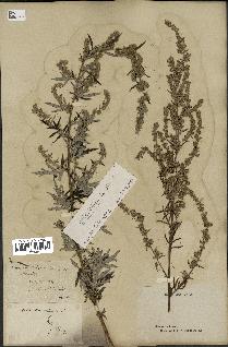 spécimen de Artemisia verlotiorum