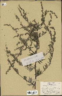 spécimen de Artemisia verlotiorum