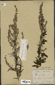 spécimen de Artemisia verlotiorum