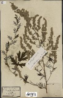 spécimen de Artemisia verlotiorum