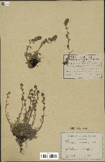 spécimen de Artemisia umbelliformis