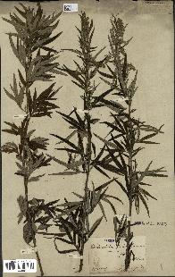 spécimen de Artemisia verlotiorum