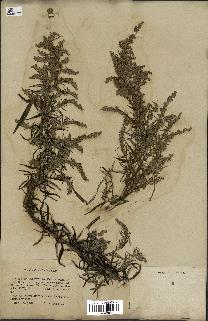 spécimen de Artemisia verlotiorum