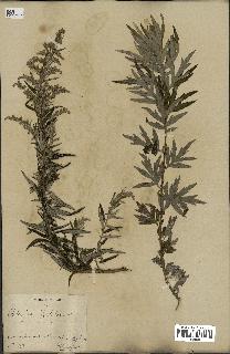 spécimen de Artemisia verlotiorum