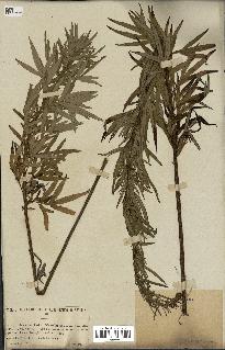 spécimen de Artemisia verlotiorum