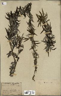 spécimen de Artemisia verlotiorum