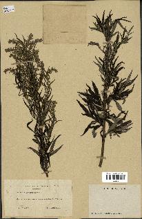 spécimen de Artemisia verlotiorum