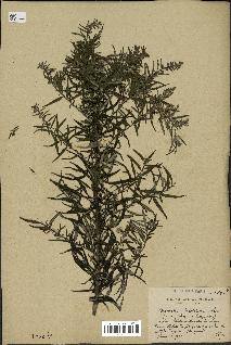 spécimen de Artemisia verlotiorum