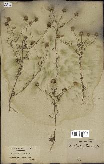 spécimen de Anthemis boveana