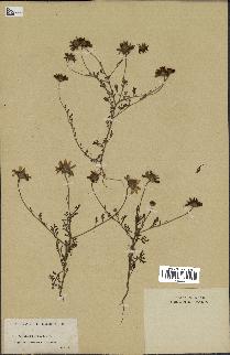 spécimen de Anthemis boveana