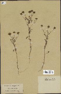 spécimen de Anthemis boveana