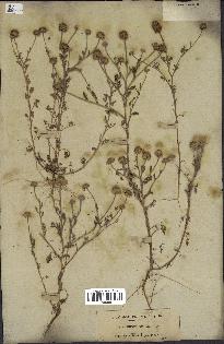 spécimen de Anthemis boveana