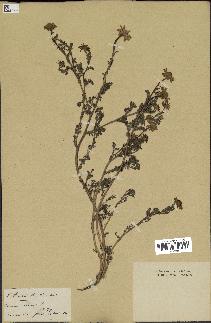 spécimen de Anthemis arvensis