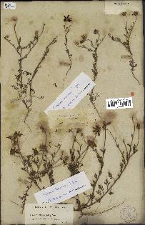 spécimen de Anthemis boveana