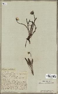 spécimen de Taraxacum palustre