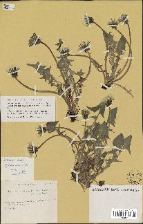 spécimen de Taraxacum tenuiceps