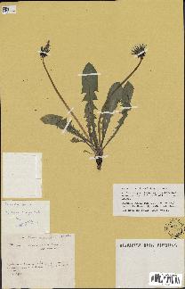 spécimen de Taraxacum tenuiceps