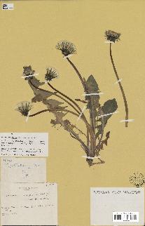 spécimen de Taraxacum retroflexum