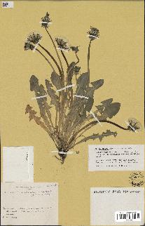 spécimen de Taraxacum pseudoleptodon