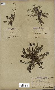 spécimen de Taraxacum erythrospermum