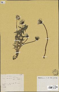 spécimen de Taraxacum polyschistum