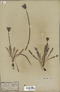 spécimen de Taraxacum palustre