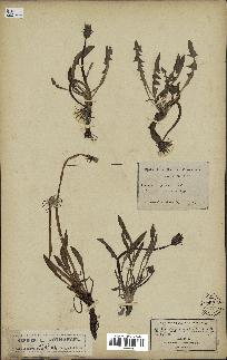 spécimen de Taraxacum palustre