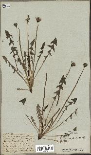 spécimen de Taraxacum palustre