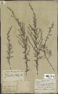 spécimen de Artemisia caerulescens