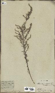 spécimen de Artemisia caerulescens