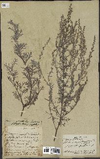 spécimen de Artemisia caerulescens