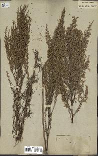 spécimen de Artemisia caerulescens