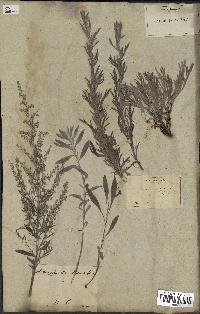 spécimen de Artemisia caerulescens