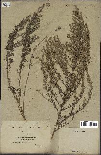 spécimen de Artemisia caerulescens