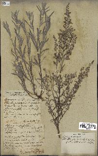 spécimen de Artemisia caerulescens