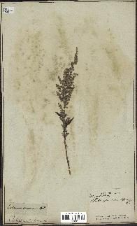 spécimen de Artemisia caerulescens