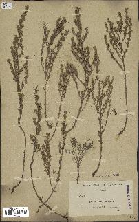 spécimen de Artemisia annua