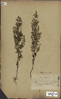 spécimen de Artemisia annua